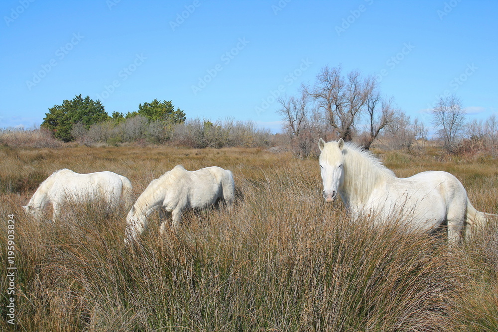 Fototapeta premium Magnéfiques chevaux blancs de Camargue, France