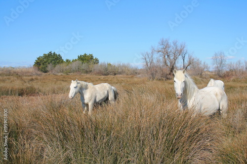 Magnéfiques chevaux blancs de Camargue, France