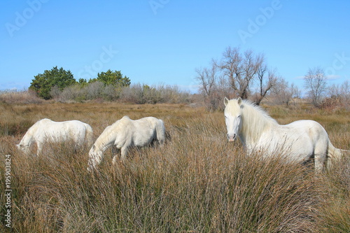 Magnéfiques chevaux blancs de Camargue, France