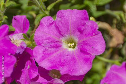 pink flower