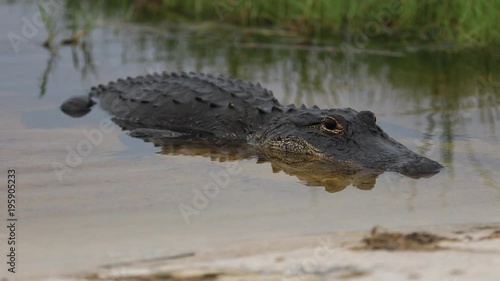 An alligator swims in a swamp in Coconut Creek, Florida near Fort Lauderdale