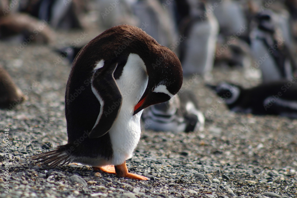 Fototapeta premium Papua Penguin