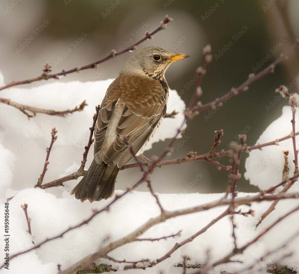 Mistle thrush bird sitting on a snow covered tree