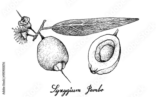 Hand Drawn of Syzygium Jambos Fruits on White Background photo