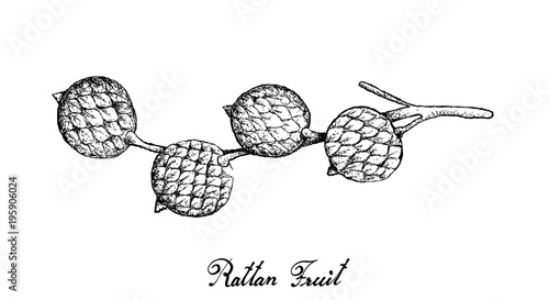 Hand Drawn of Rattan Fruits on White Background