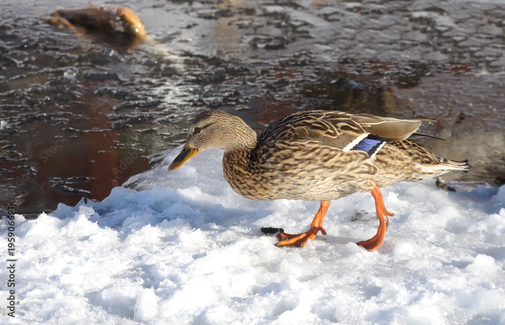 Duck mallard in winter on ice. Duck mallard in winter on ice.