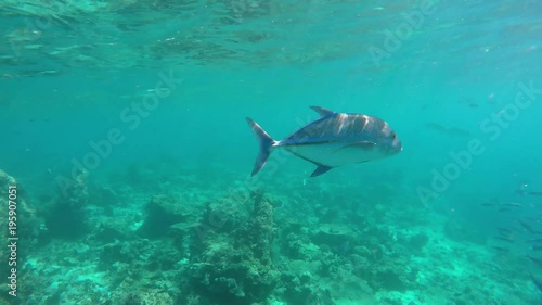 Wallpaper Mural Blauflossenmakrelen schwimmen im blauen Meer über einem Riff Torontodigital.ca
