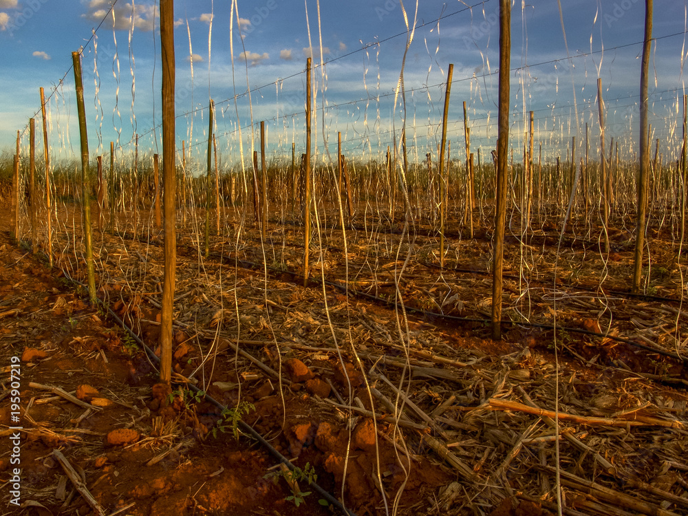 Fototapeta premium tomatoes field in Brazil