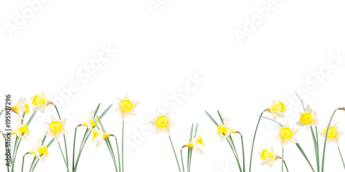 Poster, spring flowers, narcissus in the grass on a white background