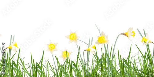 Fototapeta Naklejka Na Ścianę i Meble -  Poster, spring flowers, narcissus  in the grass on a white background