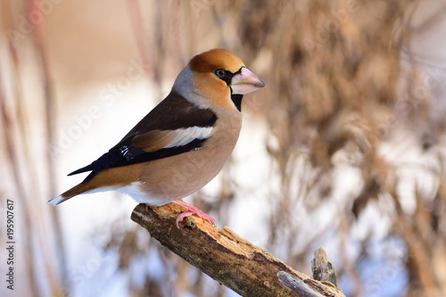 Large beak hawfinch sits on a broken branch among dry grass.