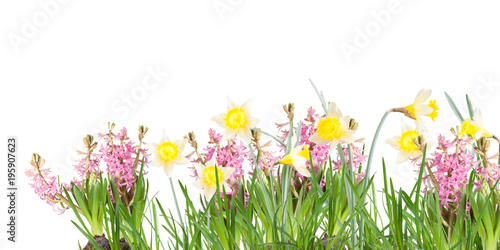 Fototapeta Naklejka Na Ścianę i Meble -  Poster, spring flowers, narcissus, hyacinthus in the grass on a white background