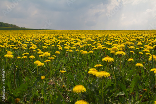 Fototapeta Naklejka Na Ścianę i Meble -  Dandelions - Common spring and summer flowers