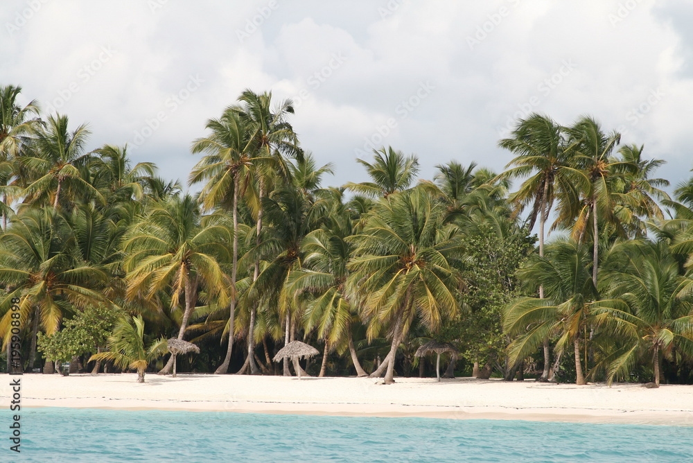seascape with white sand and green coconut palms and blue ocean water diminican republic seascape with white sand and green coconut palms and blue ocean water diminican republic