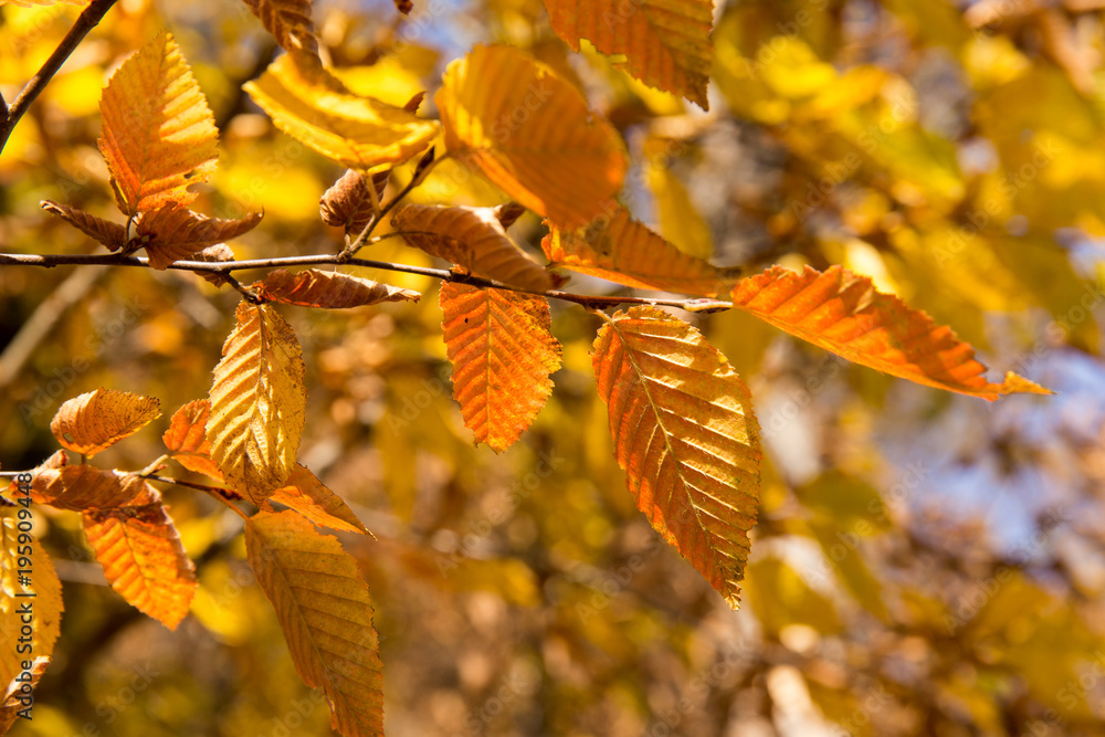 Obraz premium Carpinus betulus in Hyrcania, Golestan, Iran