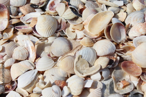 white seashells on the seacoast
