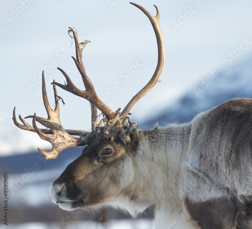 reindeer in its natural environment in scandinavia .Tromsol Lapland