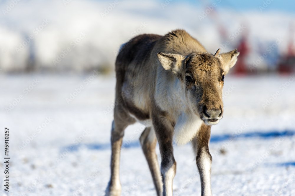 reindeer in its natural environment in scandinavia .Tromsol Lapland reindeer in its natural environment in scandinavia .Tromsol Lapland