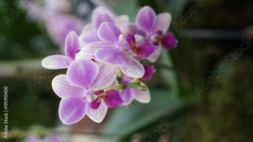 Beautiful blooming orchid flower in the garden with natural green floral background. Amazing plants for postcard and agriculture design with space for text. Phalaenopsis orchid.