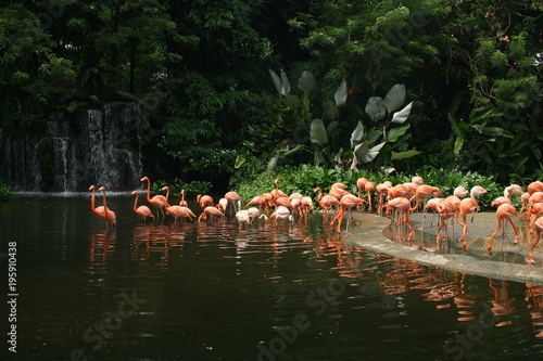 the group of exotic pink flamingo at the Singapore bird park