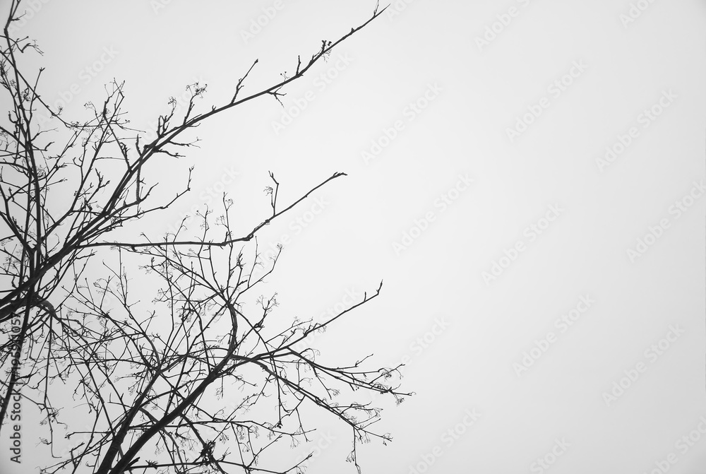 Obraz premium Left aligned tree branches empty background