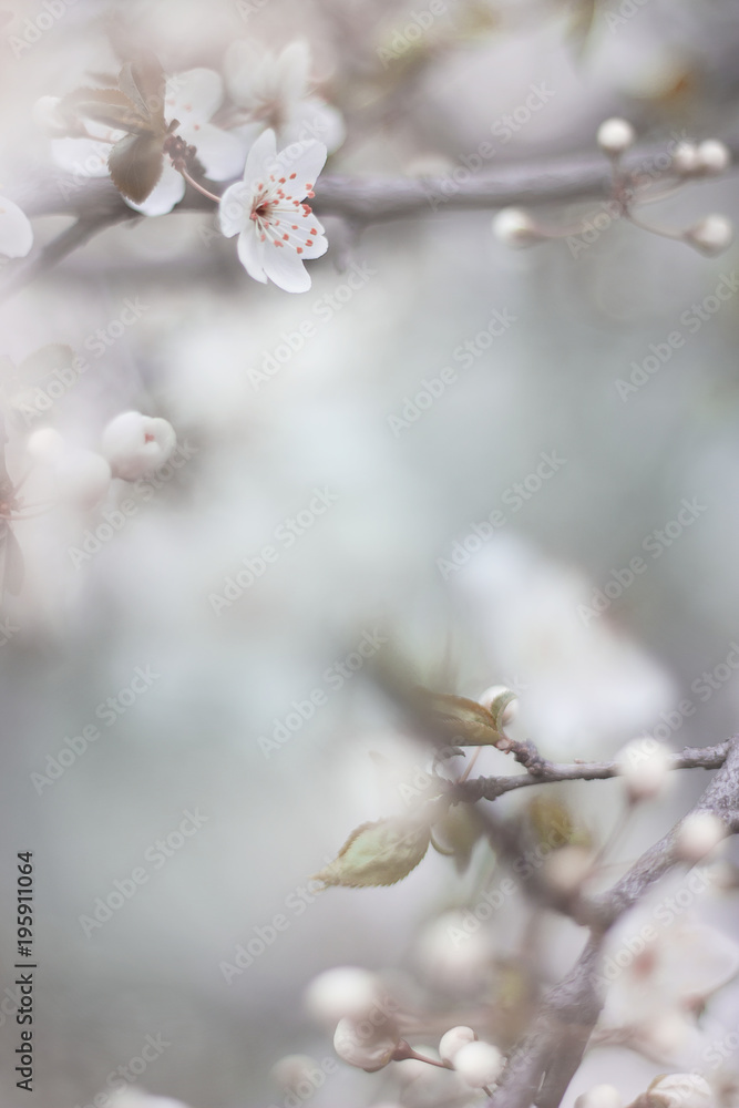 cherry blossom close up macro photo, spring bloom flowers