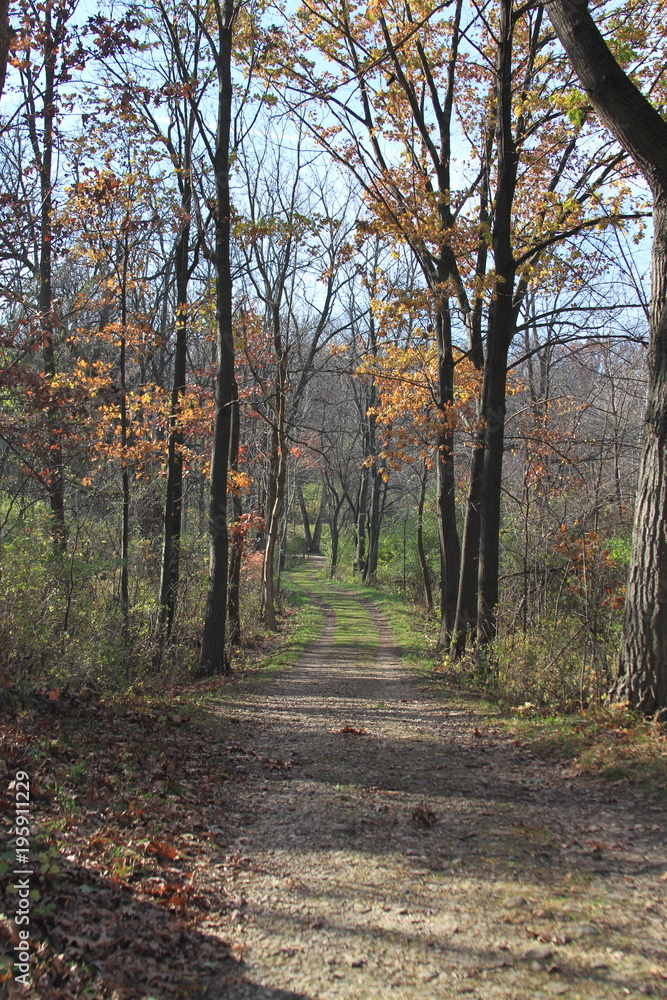 Forest Path In Autumn Forest Path In Autumn