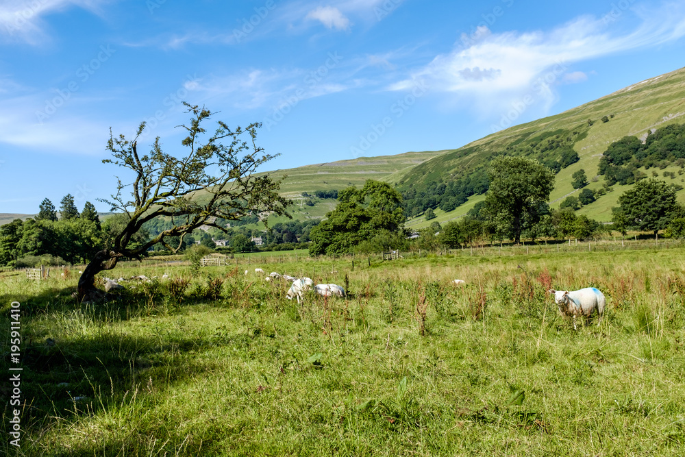Obraz premium Group of sheep in the Yorkshire Dales, near Buckden, England.