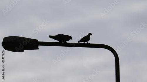 Silhouette of Pigeons Sitting on Lamp