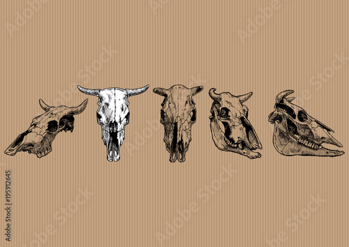 cow and bull skull set