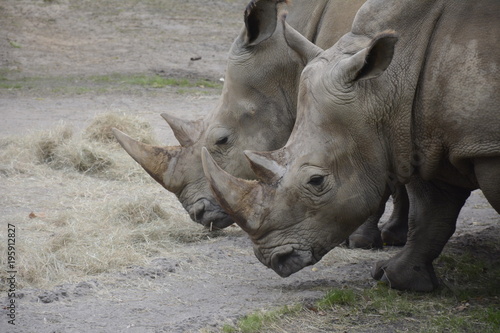 Two Rhinoceroses Close Up