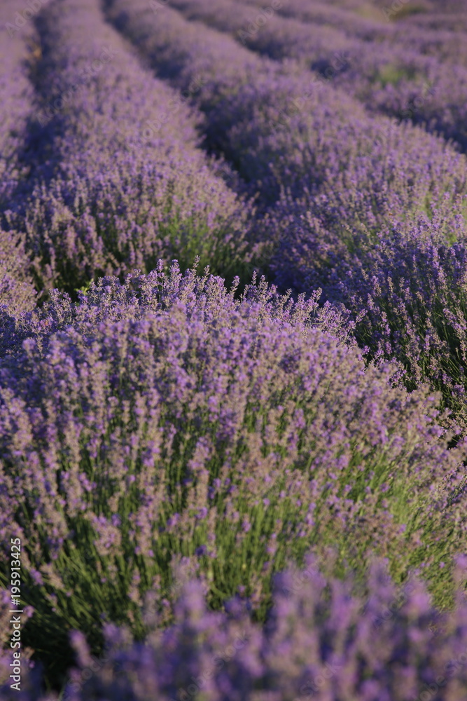 violet flowers of lavander at lavender field provence france