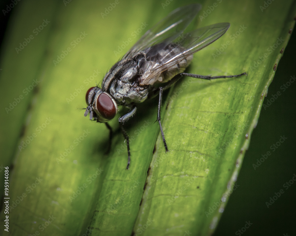 Macro shot a fly resting on the leaf Macro shot a fly resting on the leaf