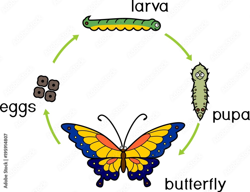 Life cycle of butterfly. Complete (holometabolous) metamorphosis with ...