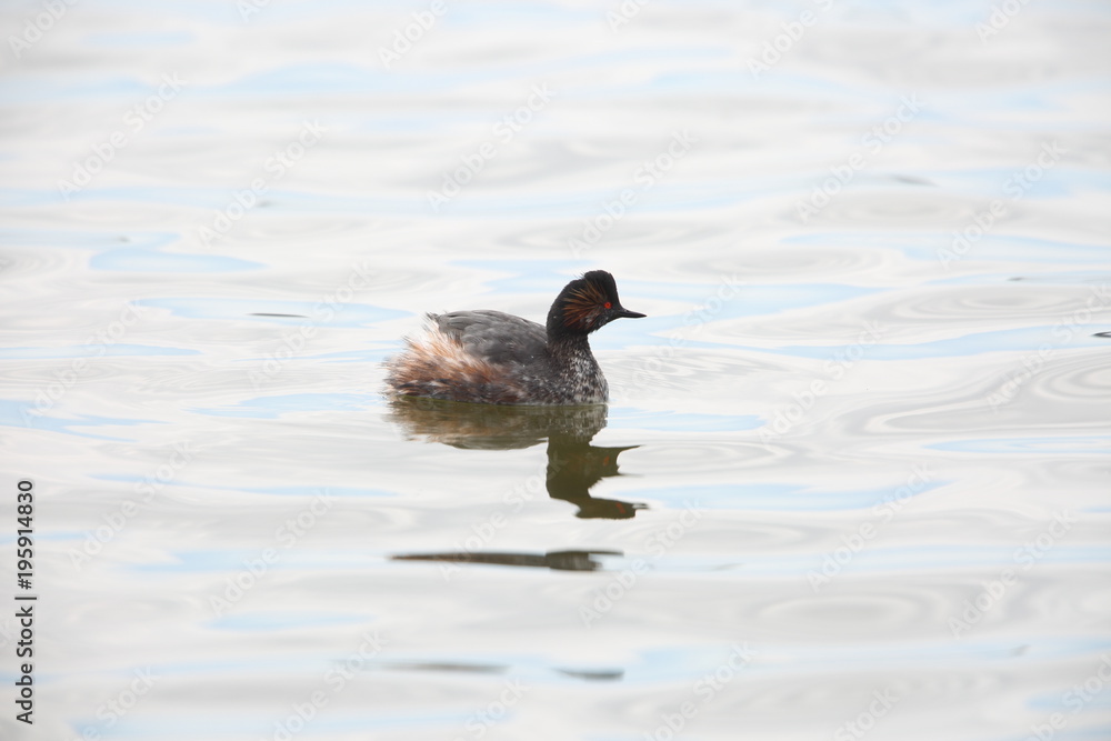 Black-necked Grebe (Podiceps nigricollis) in Japan Black-necked Grebe (Podiceps nigricollis) in Japan