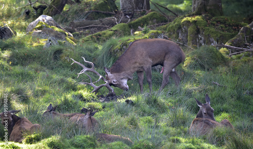 HIRSCHBRUNFT - Rotwild photo