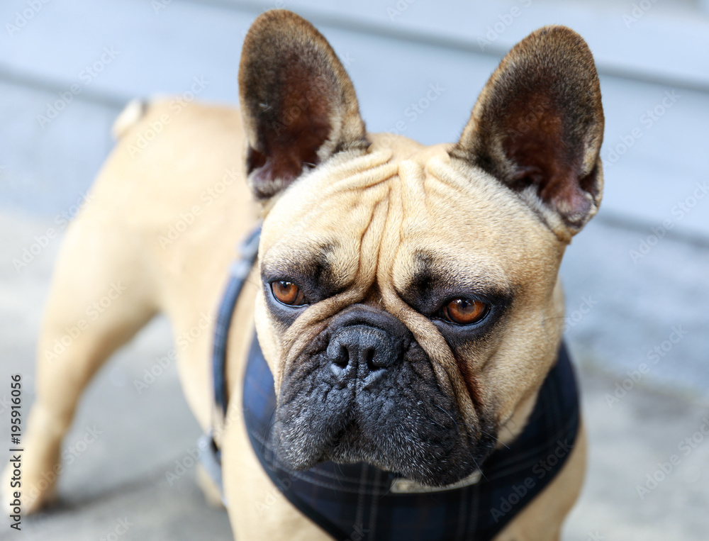 French Bulldog Adult Male Fawn in a street in San Francisco. Cute Frenchie  on a dog walk in the city. Stock Photo | Adobe Stock