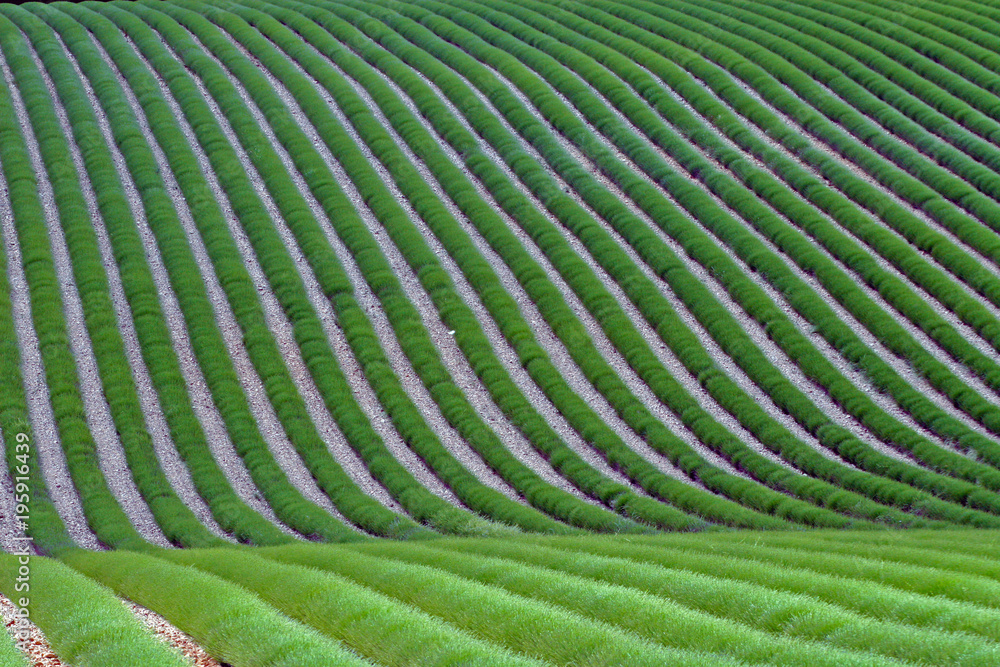 Fototapeta premium Champ de lavande verte avant floraison. La lavande forme des rubans végétaux verts sur un sol de cailloux gris.