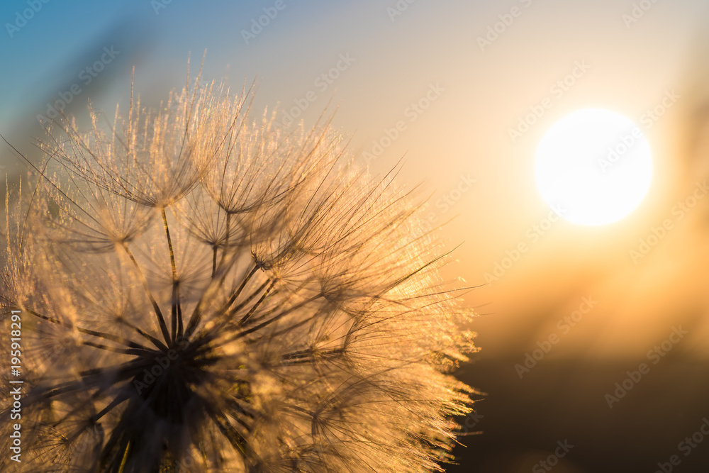 Naklejka premium Dandelion zbliżenie przeciw słońcu i niebu podczas świtu