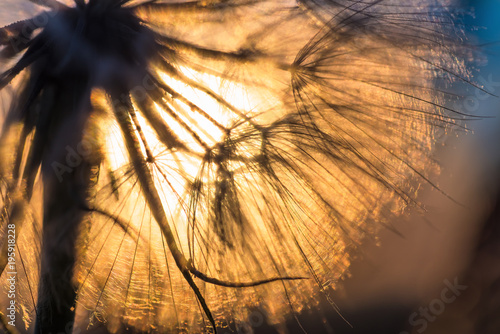 Fototapeta Naklejka Na Ścianę i Meble -  Dandelion closeup against sun and sky during the dawn