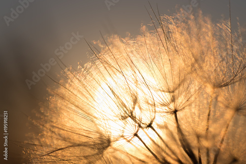 Fototapeta Naklejka Na Ścianę i Meble -  Dandelion closeup against sun and sky during the dawn