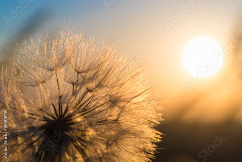 Fototapeta Naklejka Na Ścianę i Meble -  Dandelion closeup against sun and sky during the dawn