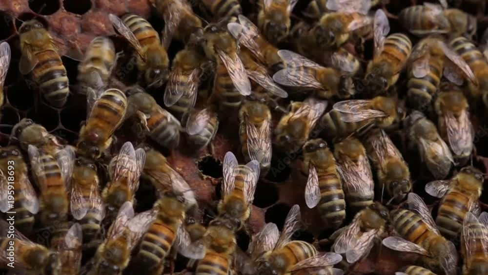 Bees in a Beehive - close up shot Bees in a Beehive - close up shot