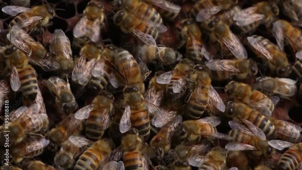 Bees in a Beehive - close up shot Bees in a Beehive - close up shot