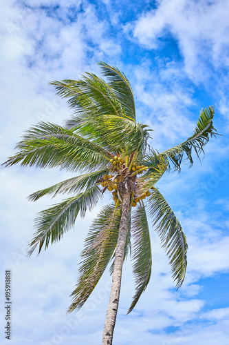 Palm on blue sky
