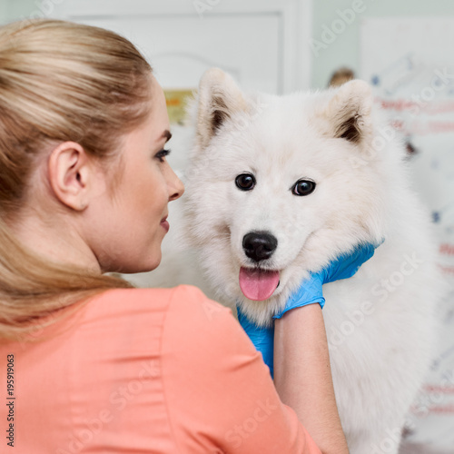 Portrait of smiling veterinarian hugging Samoyed in vet clinic © Denys Kurbatov