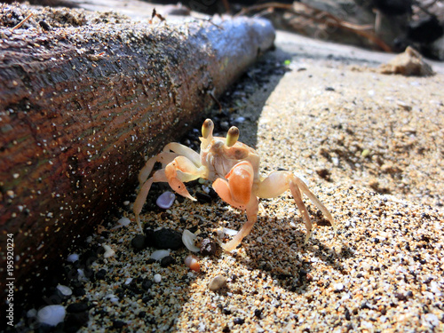 Cute sand crab on beach photo