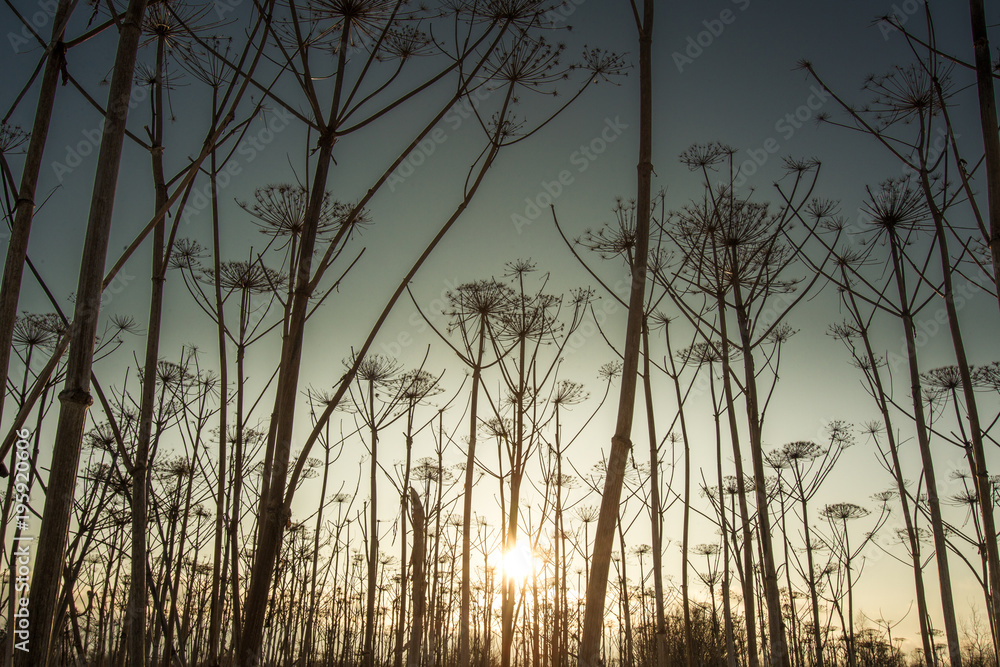 Fototapeta premium High bush against the sky. Long grass against the backdrop of the setting sun.