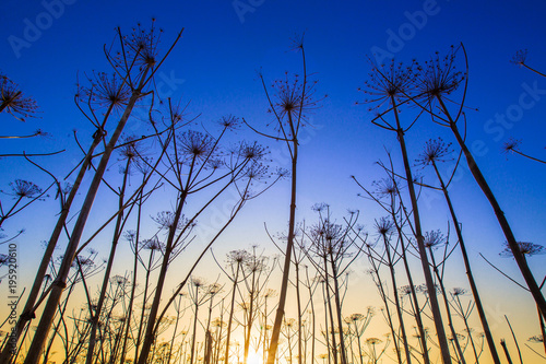 Dried plants against the sky. High plants on a background of sunset. High grass.