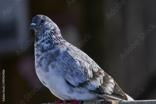 Portrait of a beautiful home pigeon on a sunny spring day. Pigeon farm.